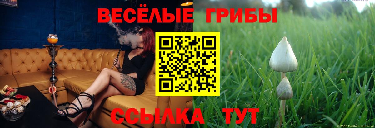 Галлюциногенные грибы Cubensis Элиста